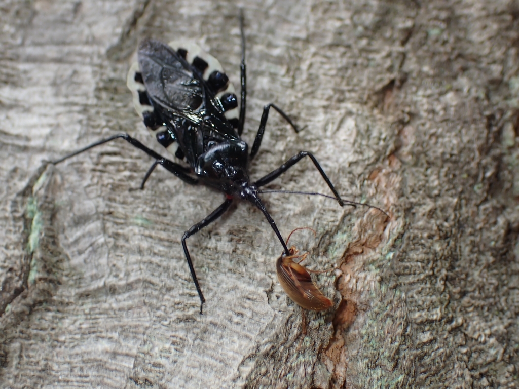 Japanese Assassin Bug from 日本、〒252-0344 神奈川県相模原市南区古淵 on June 6, 2025 at ...