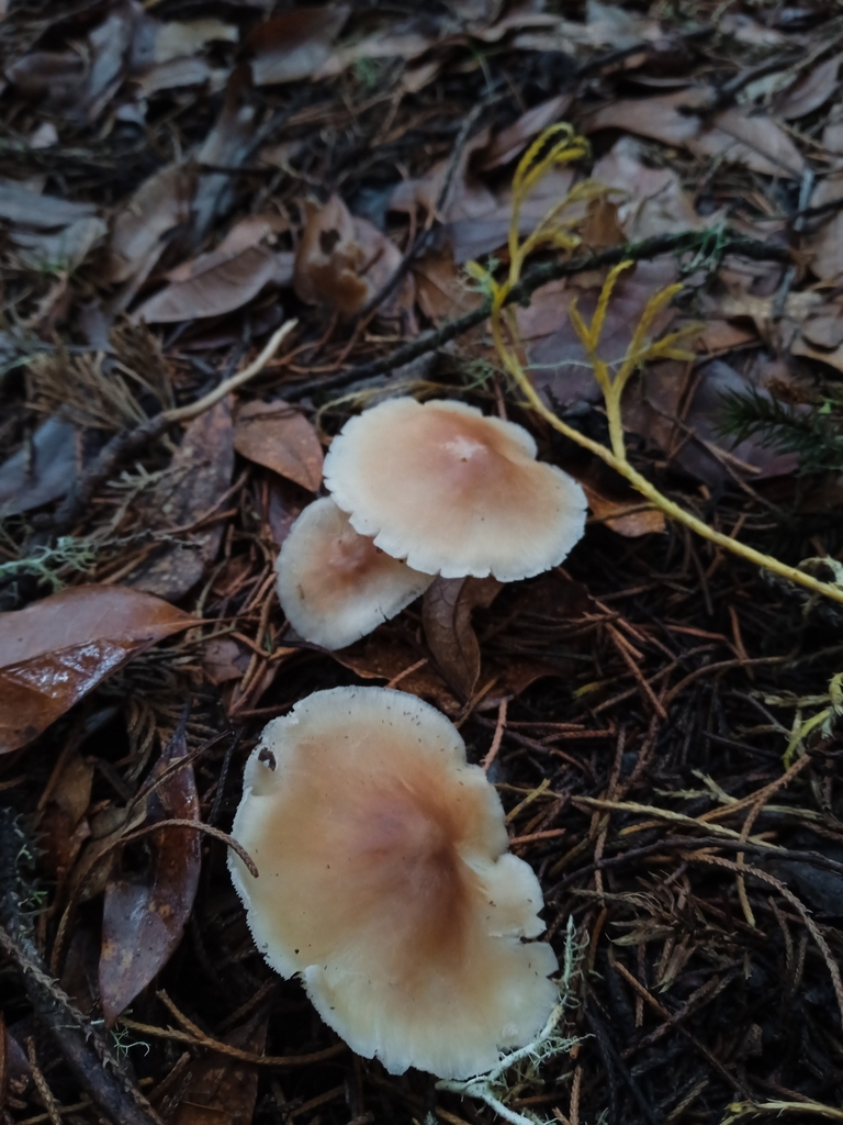Rhodocollybia pandipes