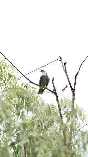 Red-billed Starling (Spodiopsar sericeus), photo 10