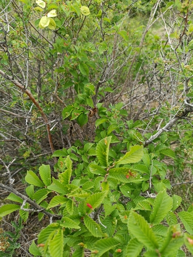 Large-fruited elm (Ulmus macrocarpa)