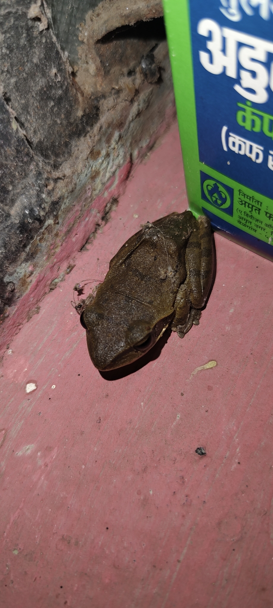 Big-Headed Whipping Frog