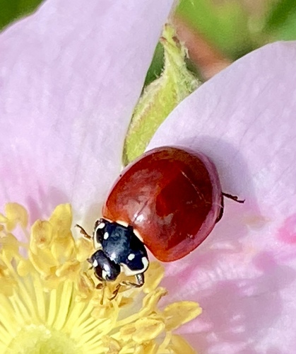 iNaturalist observation photo of Spotless Lady Beetle