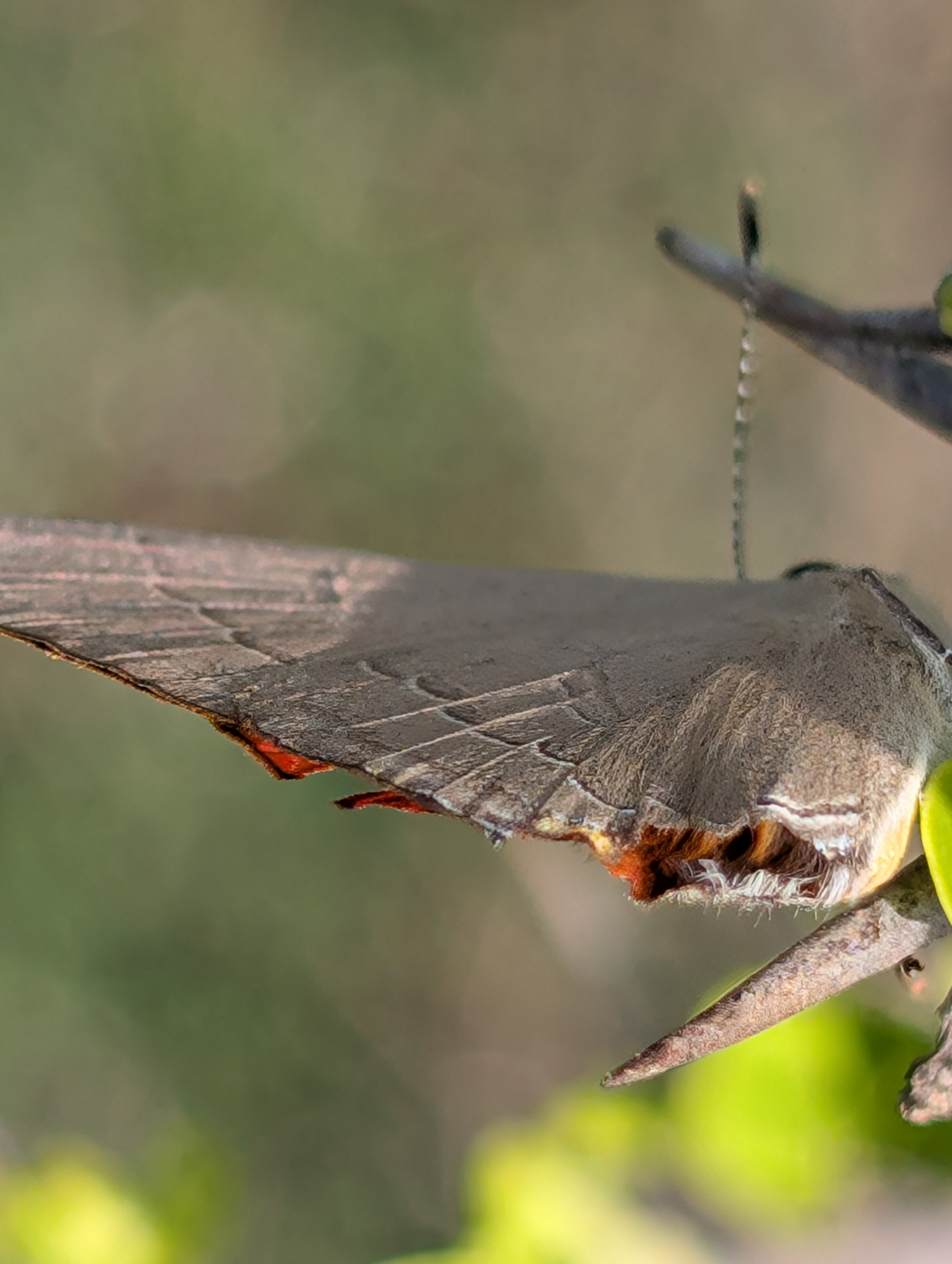 Common Red Flash