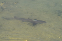 Mustelus