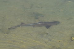 Mustelus