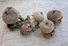 Geastrum xerophilum