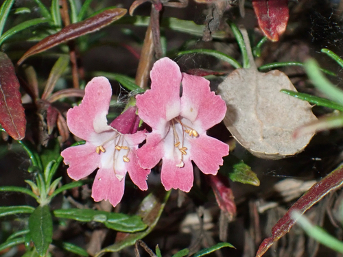 Diplacus puniceus