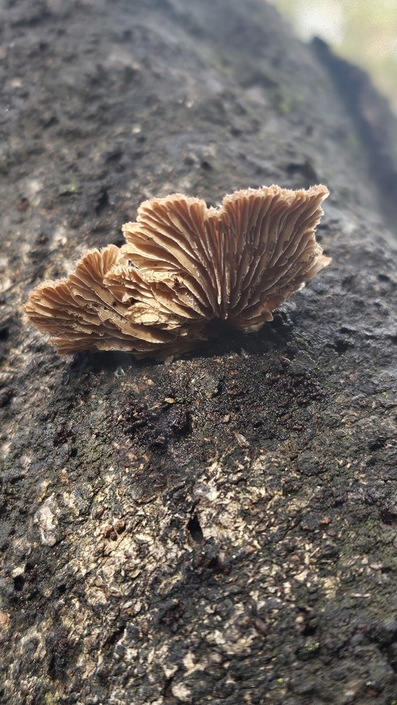 Schizophyllum commune · June 2025 · photo: © charliethomas (iNaturalist, cc0)