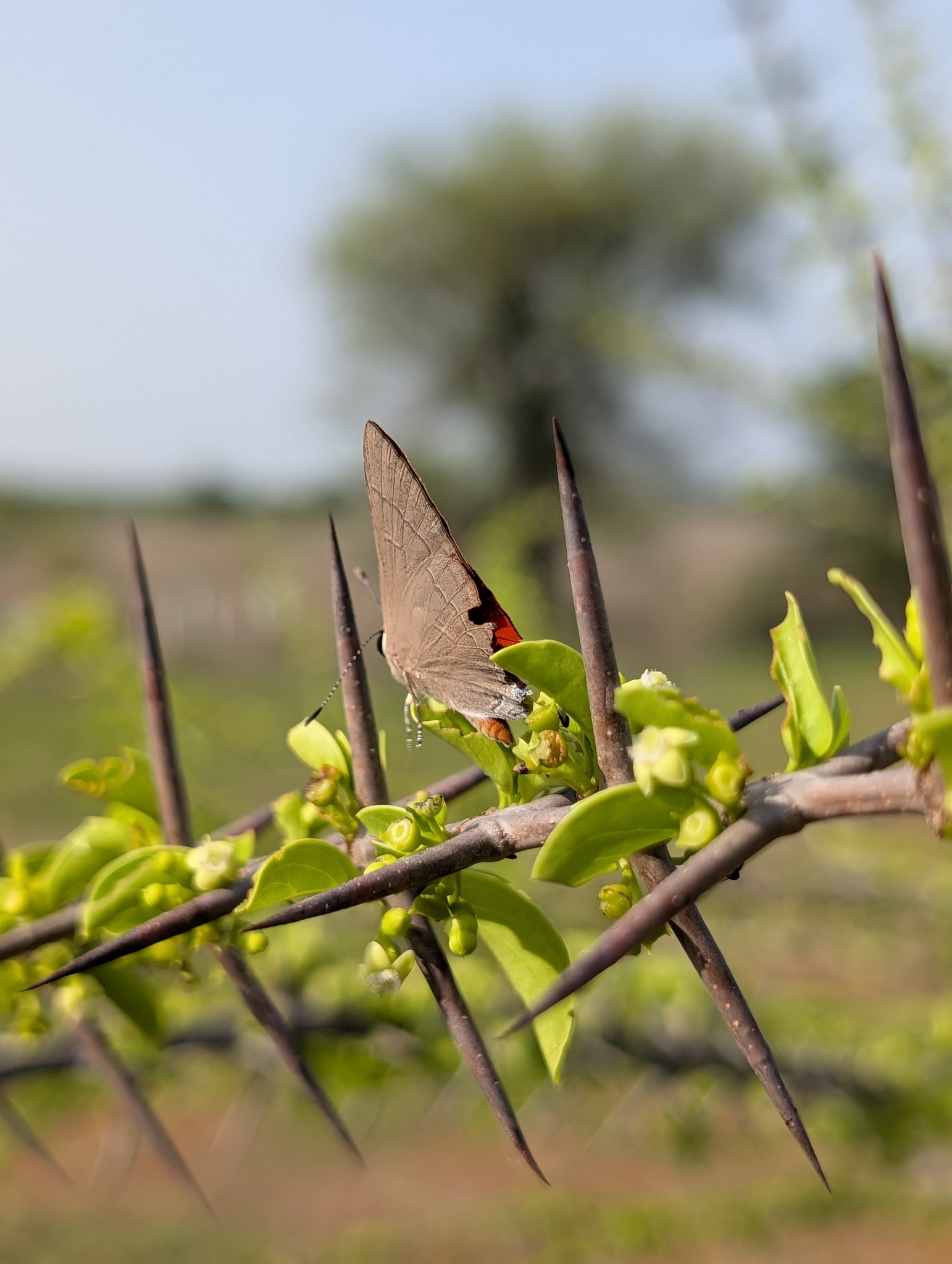 Common Red Flash