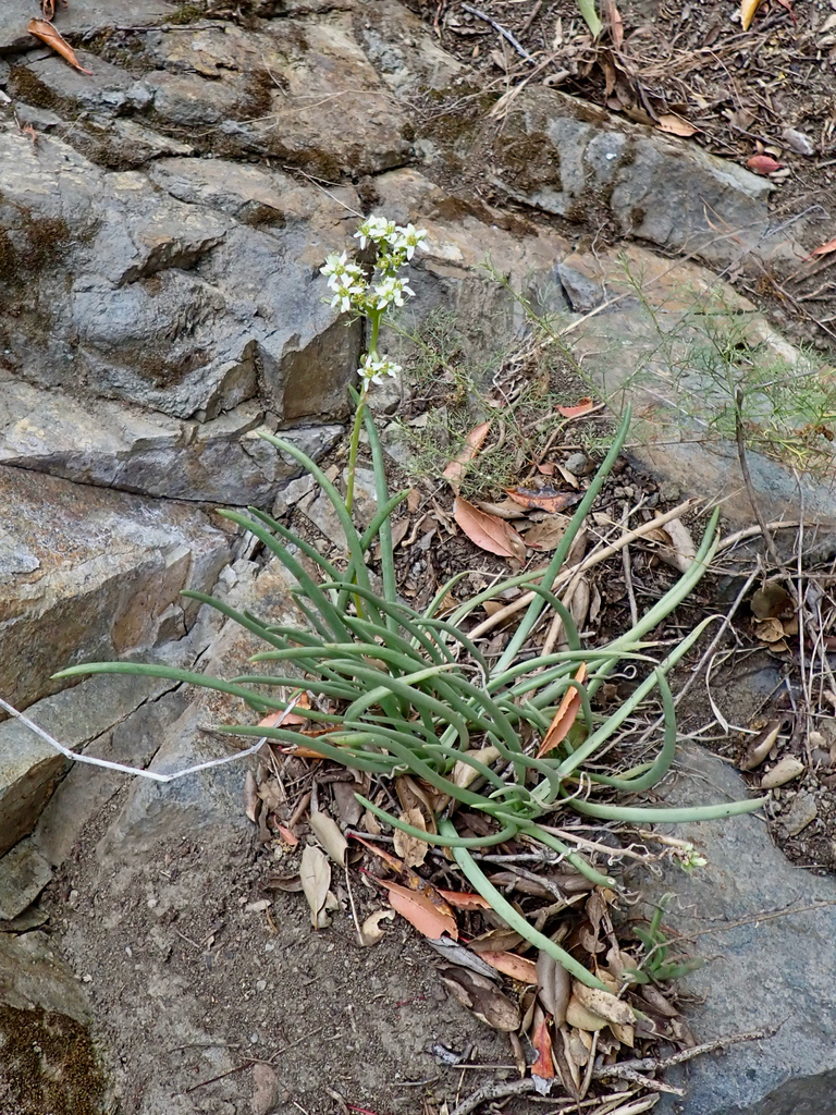 Fingertips (Dudleya edulis)