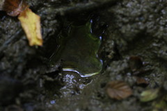 Myocastor coypus