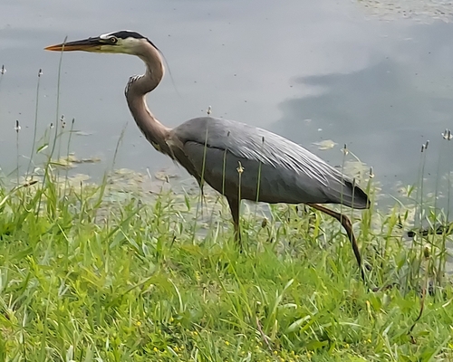 Great Blue Heron photographed in Missouri