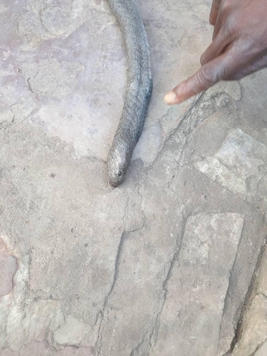 Black-necked Spitting Cobra