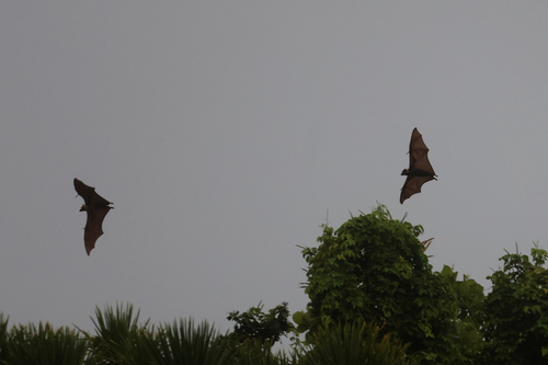 Pteropus pelewensis, 2025-06-02
