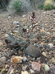 Astragalus layneae