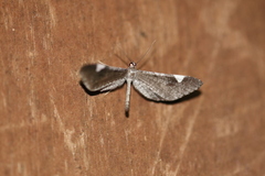 Macrosoma heliconiaria