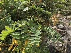 Hedysarum hedysaroides