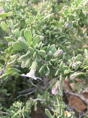 Lycium pallidum oligospermum