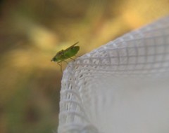 Meromyza