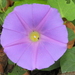 Ipomoea mitchellae - Photo (c) Guillermo Huerta Ramos, some rights reserved (CC BY)