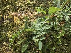 Hedysarum hedysaroides