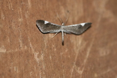 Macrosoma heliconiaria