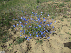 Heliophila macowaniana