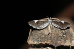 Macrosoma heliconiaria