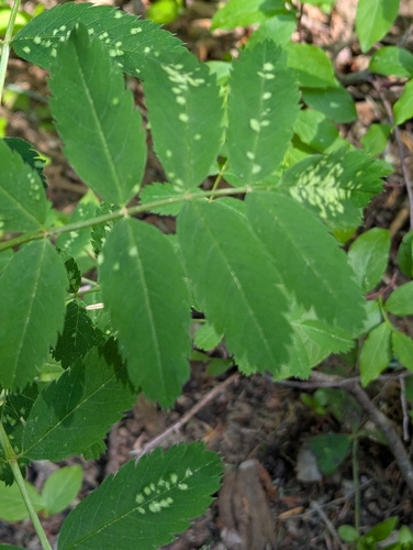 Sorbus sitchensis