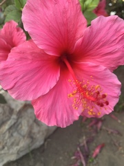Hibiscus