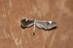 Macrosoma heliconiaria