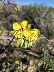 Chylismia claviformis lancifolia