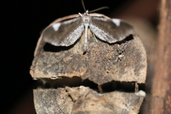 Macrosoma heliconiaria