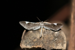 Macrosoma heliconiaria