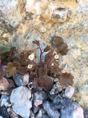 Phacelia rotundifolia