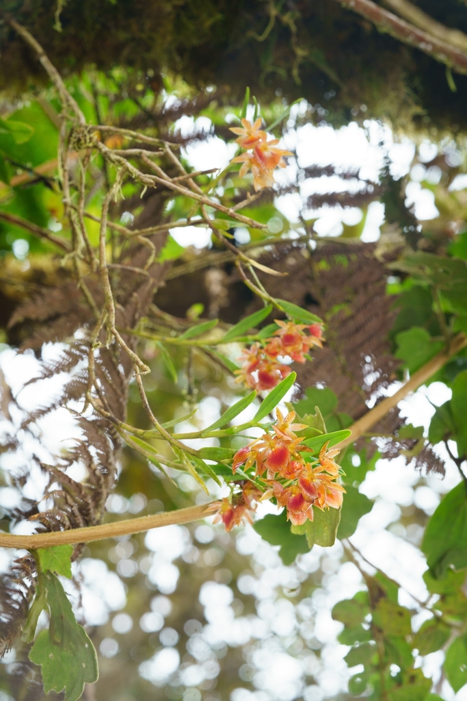 Epidendrum arevaloi (Schltr.) Hágsater