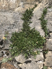 Rhamnus pumila