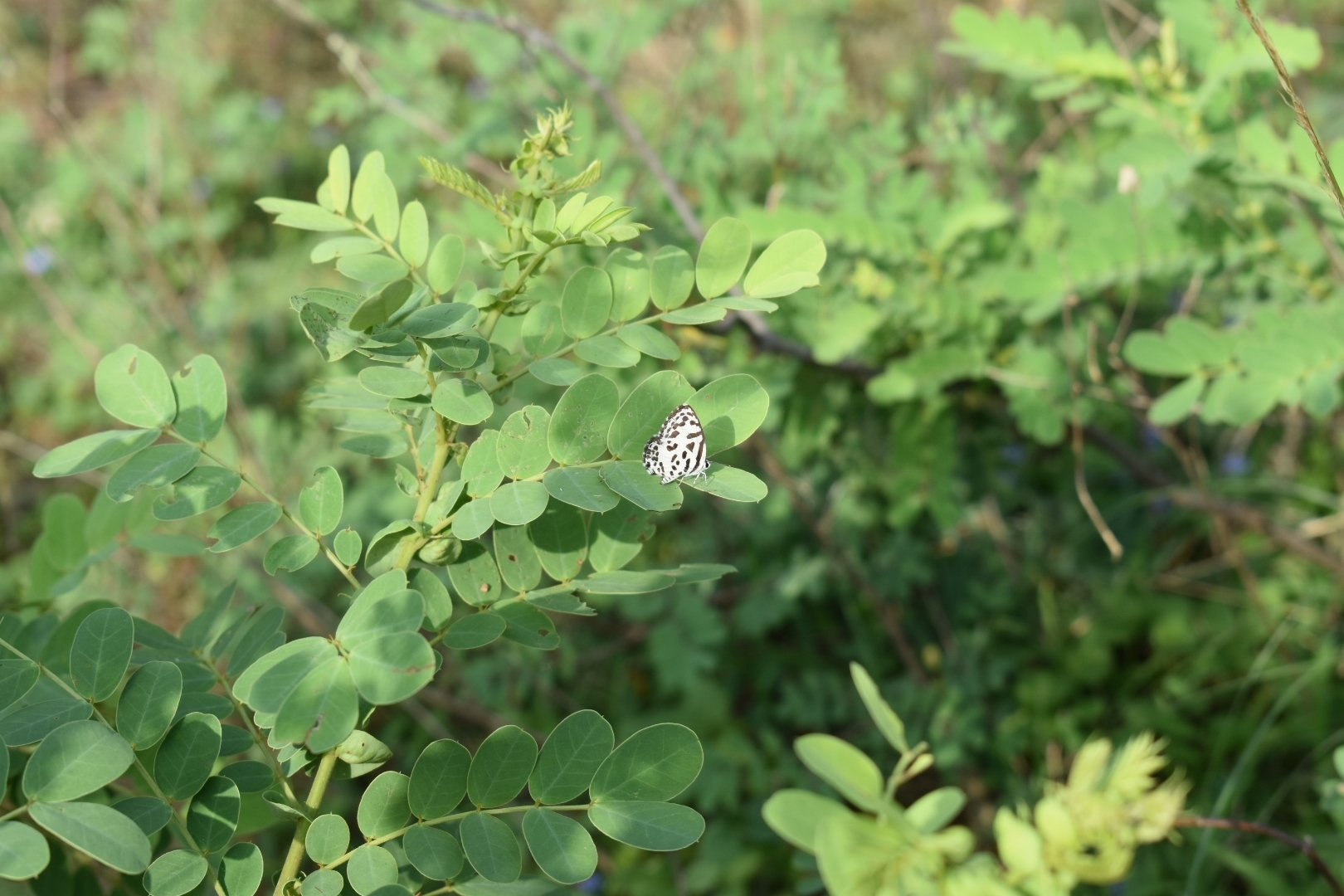Common Pierrot