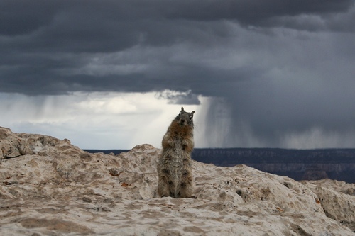 Rock Squirrel photographed in Arizona