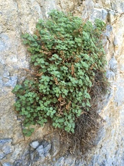 Phacelia perityloides