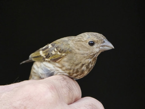 Carpodacus erythrinus