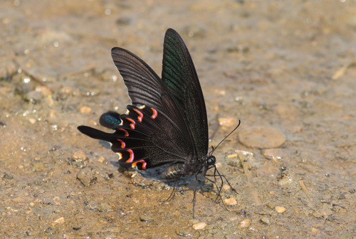 Chinese Peacock Swallowtail