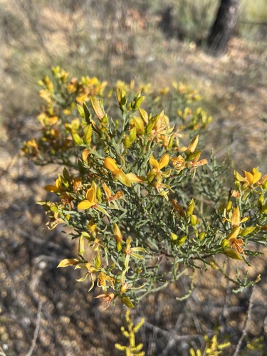 Jacksonia ramosissima, 2025-06-06