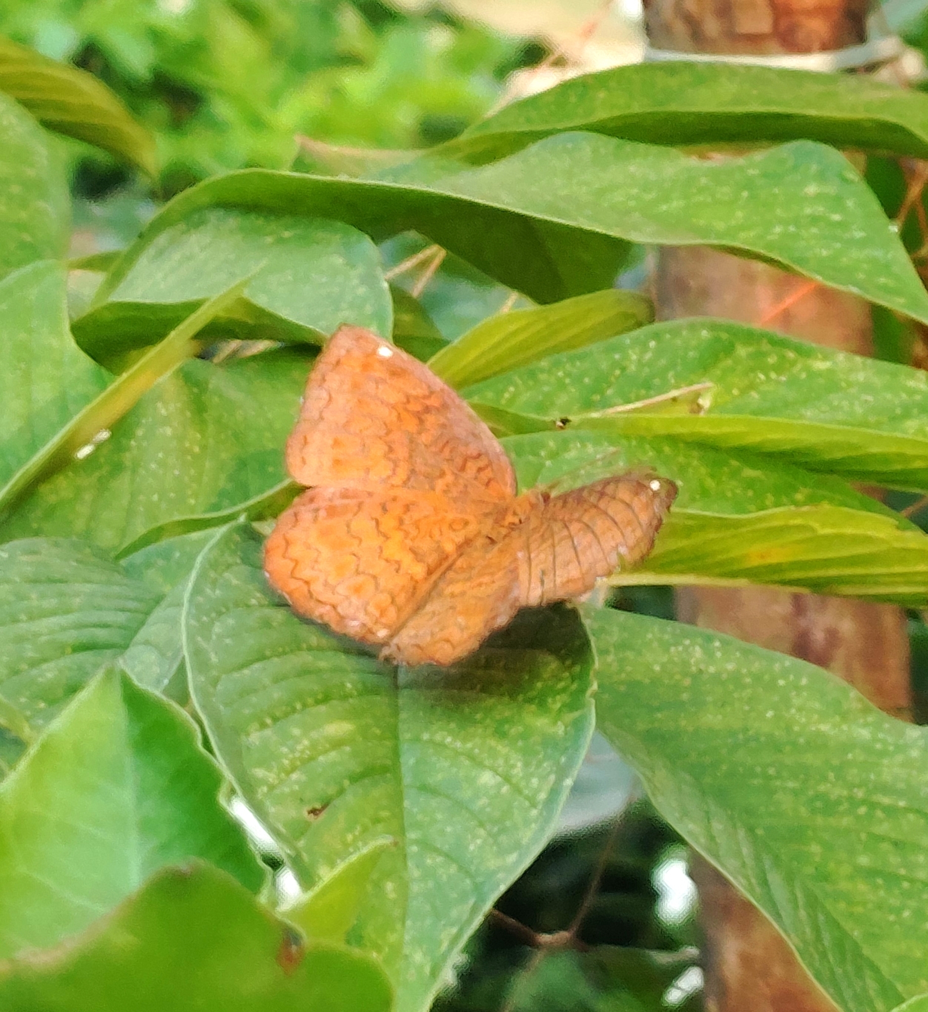 Common Castor