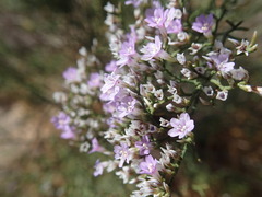 Limonium dichotomum
