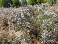 Limonium dichotomum