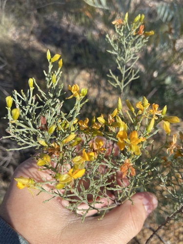 Jacksonia ramosissima, 2025-06-06