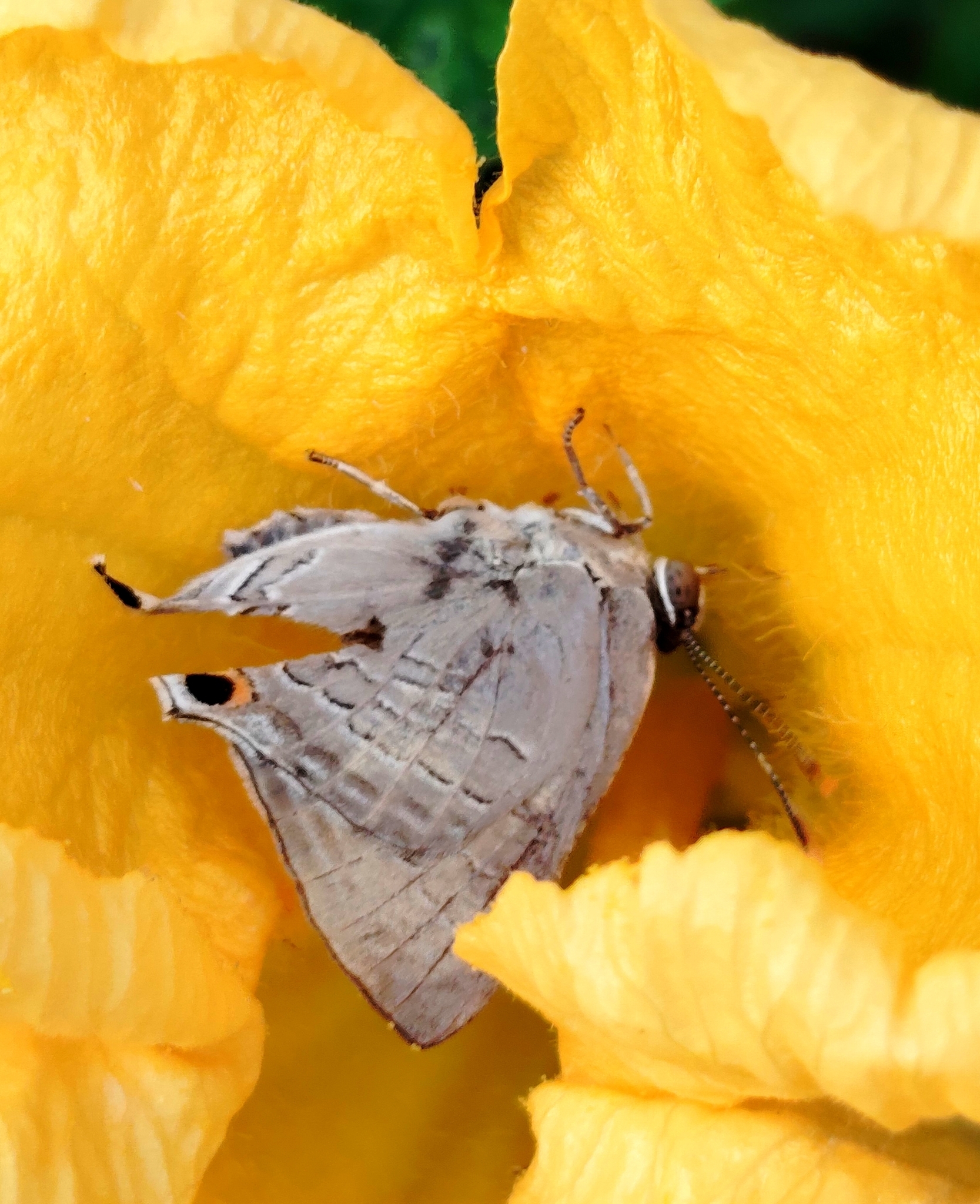 Common Guava Blue
