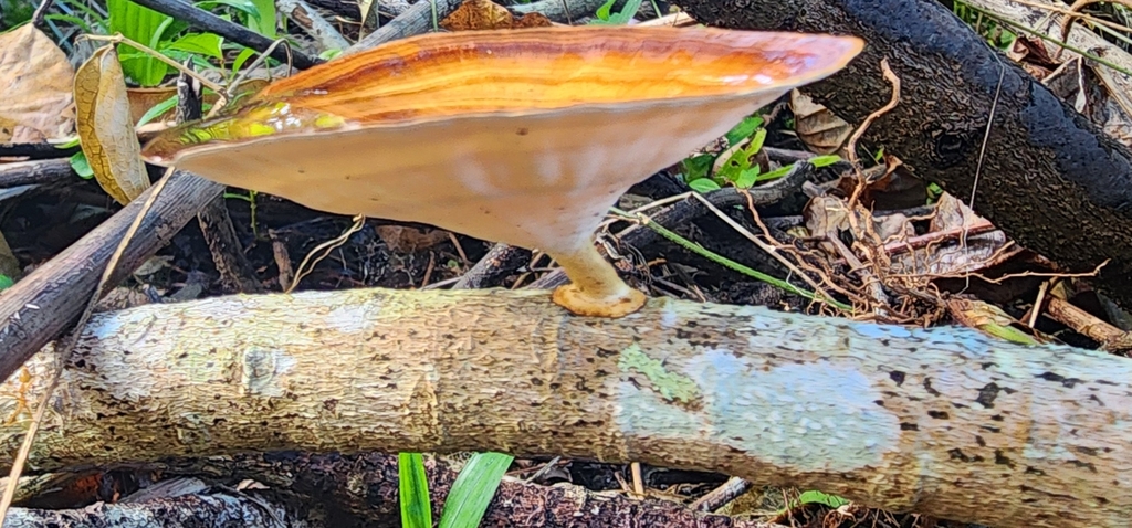 Microporus xanthopus · June 2025 · photo: © janegrowsgardenrooms (iNaturalist, cc-by)