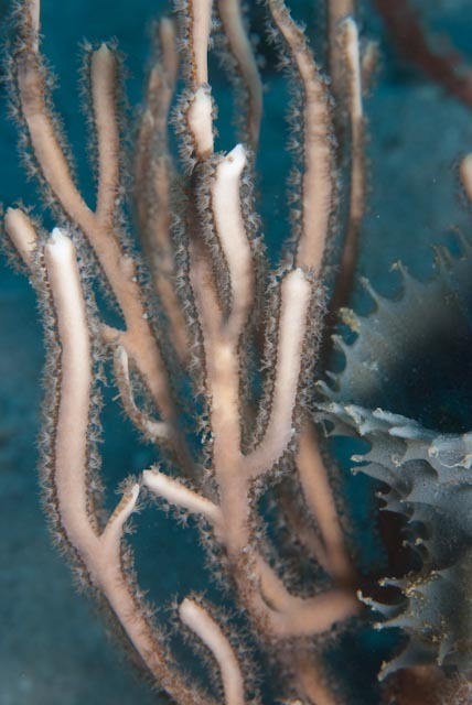 Alertigorgia orientalis